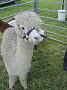 Ghinni-alpacas 024